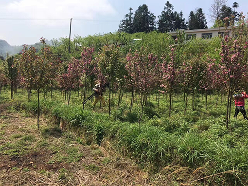 貴州海棠苗木批發